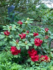 A rhododendron from my friend Sinead