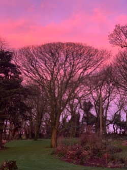 A recent pink dawn