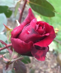 A red rose that came from my aunt's garden