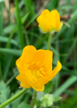 The bright yellow of buttercup