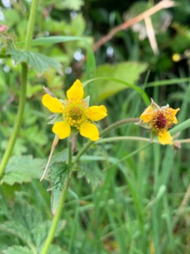 The yellow flowers of geum urban or wood avens