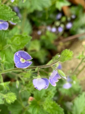 tiny blue flowers of speedwell