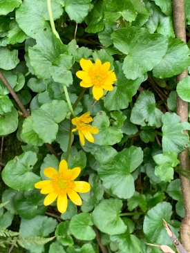 Yellow flowers of celandine